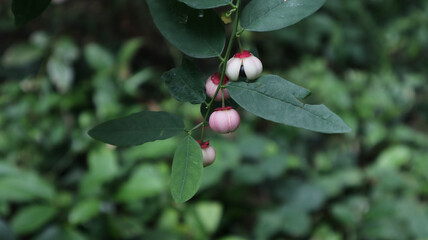 Close up of few Leaves and fruits of star gooseberry or sweet leaf