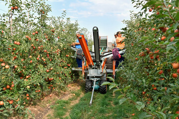 harvest assistant on a machine for automatic harvesting of ripe fresh apples on a plantation