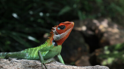 Close up of a beautiful, vibrant color oriental garden lizard