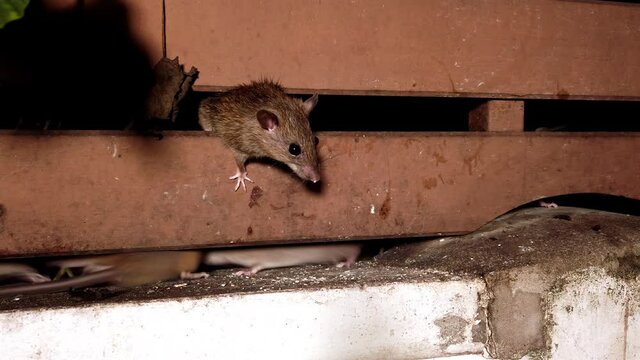 Wild brown rats eat oatmeal in the backyard. High quality 4k footage