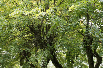 Green trees with leaves on a sunny summer day with natural formations