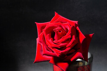 single large beautiful red rose with raindrops on a black background