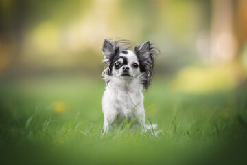 A cute black and white female chihuahua with big shiny eyes and a spotted nose sitting among the...