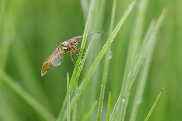 Dragonfly on fresh grass and sparkling drops of morning dew