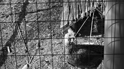 An isolated brown rooster in the chicken coop behind the metal fence (Umbria, Italy, Europe) © Tommaso