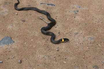 grass snake on a sandy country road in the forest. Natrix natrix
