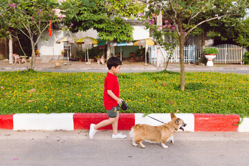 Asian boy walk with pembroke corgi puppy