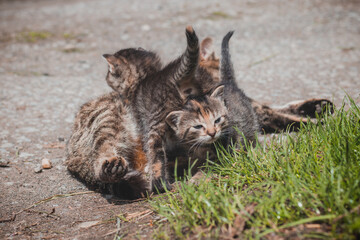 Naklejka na ściany i meble Newborns are discovering the world around their mother, who is stretched out in the sun. Kittens learning to walk. The tentative steps of small animals in the garden