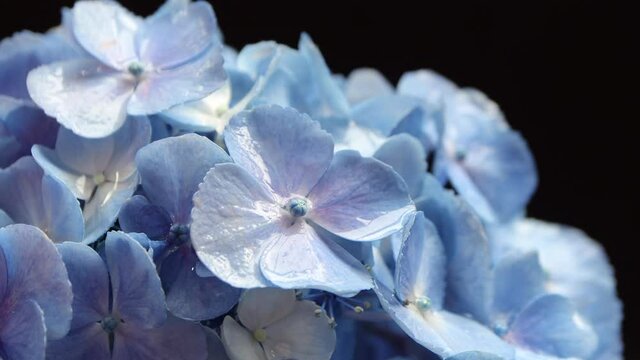 Beautiful soft blue hydrangea,(Hydrangea macrophylla) or Hortensia flower with water dew on petals on black background.