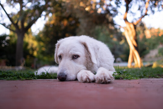 Portrait Of A Large White Kuvasz Dog Sulking, In The Garden