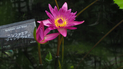 ピンク色のスイレンの花