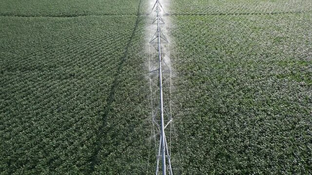 Irrigation system watering a large field of crops. Aerial 4k drone video of a industrial sprinkler spraying water.