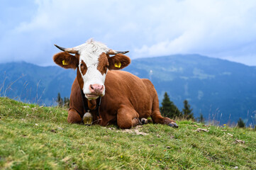 Fototapeta na wymiar Milchviehhaltung in der Landwirtschaft