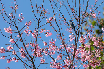 Natural background of blooming pink flower and wild bird.