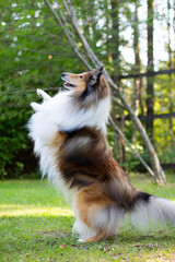 Obraz premium Collie in a park
