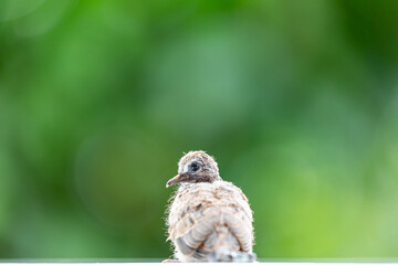 Baby dove after birth with blurry green garden.