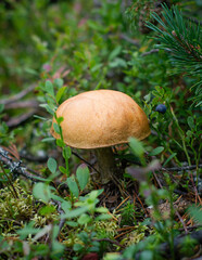 Mushroom in a forest