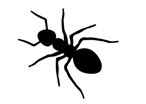 Ant clip art illustration, isolated on white background