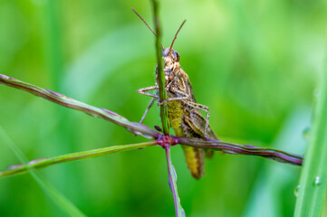 Grashüpfer