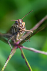Fototapeta premium Grashüpfer
