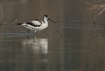 Obraz premium Pied Avocet at Asker marsh, Bahrain