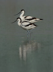 A pair of  Pied Avocet at Asker marsh, Bahrain
