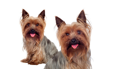 Two adult equal Yorkshire Terrier