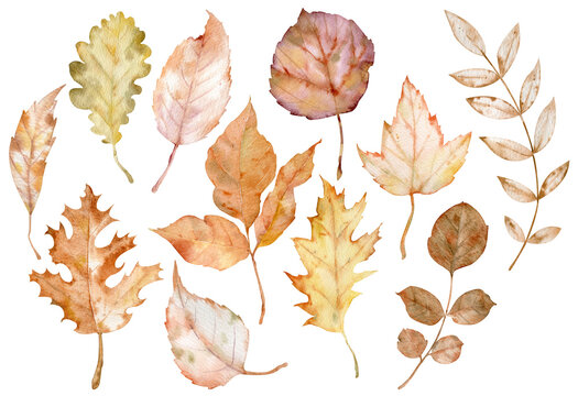 Watercolor illustration of autumn leaves isolated on the white background. Botanical art. Fall clipart. herbarium collection