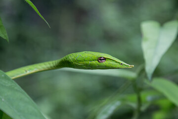 Closeup head of Long-nosed whip snake or Green vine snake in a tree. Beautiful green snake in natural.
