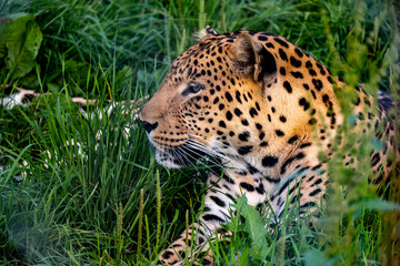 wild leopard in green grass, wild ginger cat