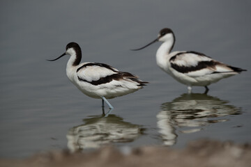 A pair of Pied Avocet at Asker marsh, Bahrain