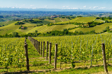 Fototapeta premium Vineyards of Langhe, Piedmont, Italy near Alba at May