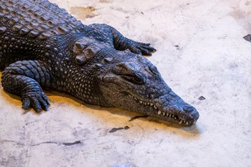 Fotobehang sleeping crocodile on the ground © the_ksu
