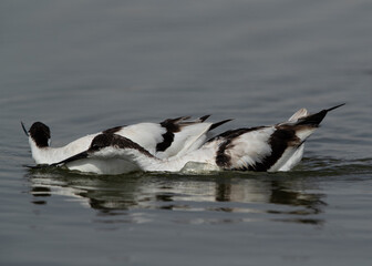 Pied Avocet pulling the feather of neck of others at Asker marsh, Bahrain