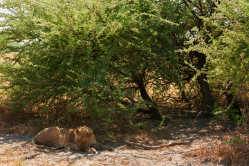 Lioness lying under the bush