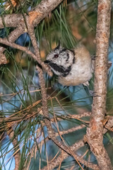 crested tit perched on a tree branch