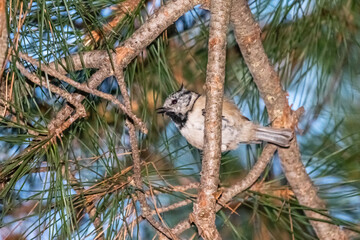 crested tit perched on a tree branch