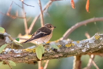 European Pied Flycatcher female perched on tree branch