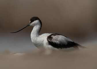 Portrait of a Pied Avocet at Asker marsh, Bahrain