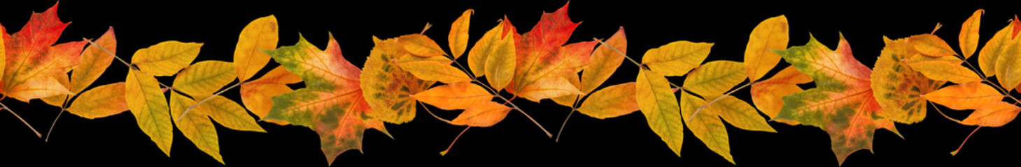 Fall seamless border. Autumn leaves and flowers isolated on black background.