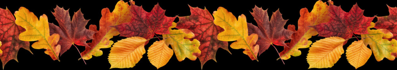 Autumn seamless border. Yellow and red leaves and flowers isolated on black background.