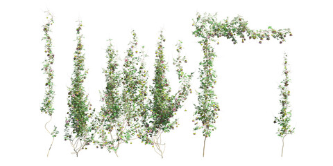 Climbing plants creepers isolated on white background 3d illustration - obrazy, fototapety, plakaty