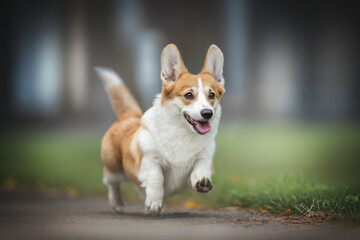 A funny female pembroke welsh corgi with big ears and expressive eyebrows running along a paved path against the backdrop of summer greenery and a colorful cityscape. Mouth is open