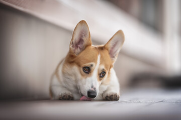 A cute female pembroke welsh corgi with large ears and expressive eyebrows lying on a wooden deck and licking it against the backdrop of a neutral cityscape