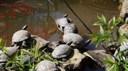 Schildkröte