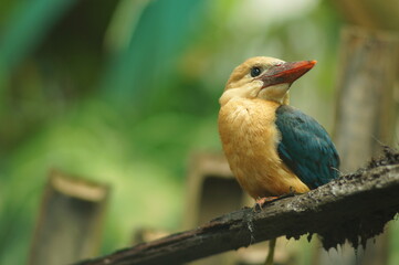 yellow billed hornbill