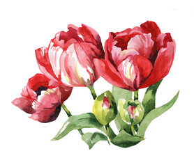 3 red tulips and buds bouquet watercolor isolated on white background illustration for all prints.