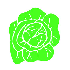 Green cabbage for design logo icon