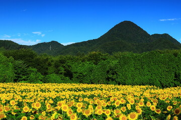 岩手県矢巾　夏のひまわり畑