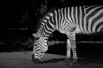 Fototapeta na wymiar Alone zebra in black and white